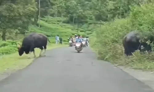 വാൽപ്പാറയിൽ വിനോദസഞ്ചാരികൾക്ക് നേരെ കാട്ടുപോത്തിന്റെ ആക്രമണം; യുവതിക്ക് പരിക്ക് വാൽപ്പാറയിൽ വിനോദസഞ്ചാരികൾക്ക് നേരെ കാട്ടുപോത്തിന്റെ ആക്രമണം; യുവതിക്ക് പരിക്ക്
