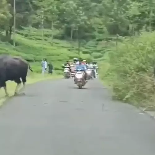 വാൽപ്പാറയിൽ വിനോദസഞ്ചാരികൾക്ക് നേരെ കാട്ടുപോത്തിന്റെ ആക്രമണം; യുവതിക്ക് പരിക്ക്