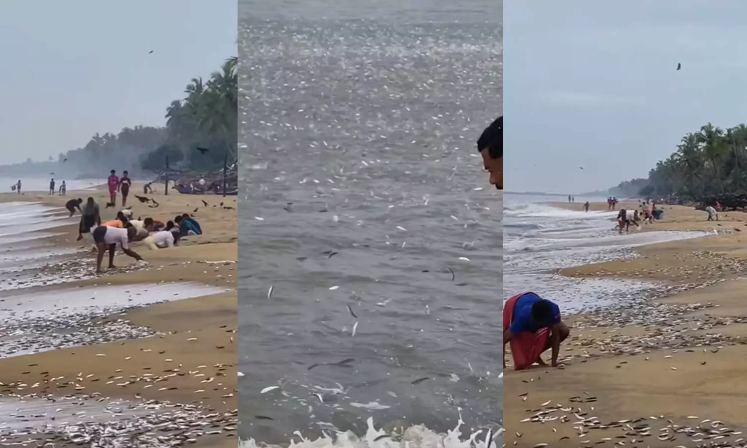 Sardine at Unniyal Beach Tirur Sardine at Unniyal Beach Tirur