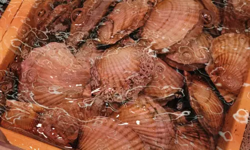 Oman bans abalone fishing, trading until November 2027
