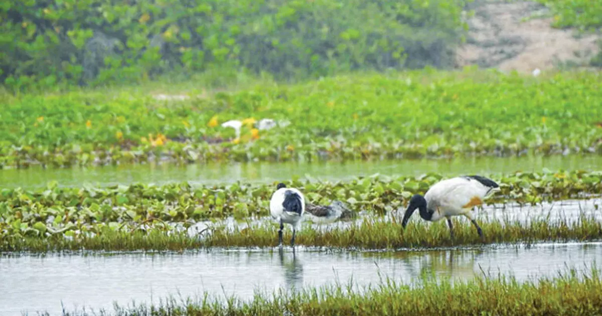 Six nature reserves in Oman get tighter controls; Violators risk RO1,000 fines Six nature reserves in Oman get tighter controls; Violators risk RO1,000 fines