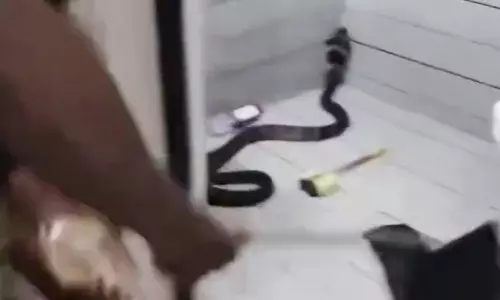 king cobra inside kottayam home king cobra inside kottayam home