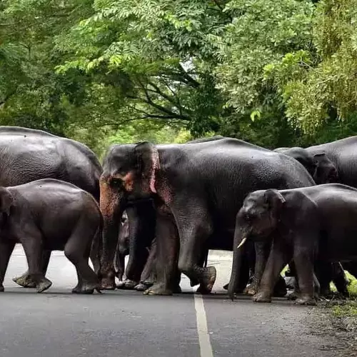 വന്യജീവി സംരക്ഷണ നിയമം; കേരളത്തിന്റെ ഭേദഗതി ബില്‍ കേന്ദ്രം തള്ളി