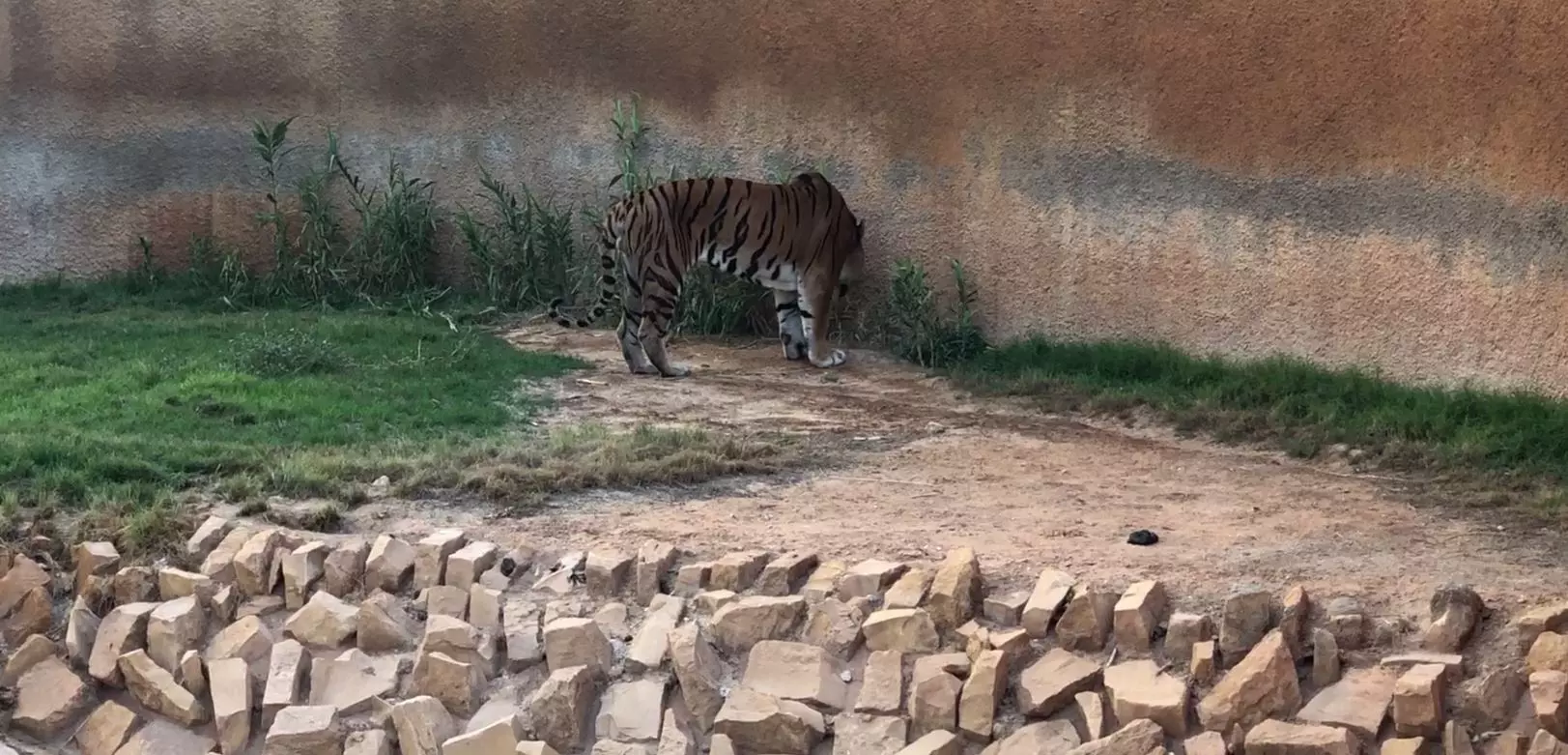 സൌദിയിലെ റിയാദില് മൃഗശാലയില് അതിക്രമിച്ച് കൂട്ടിലിറങ്ങിയ യുവാവിനെ കടുവ പിടികൂടുന്ന വീഡിയോ; ഗുരുതര പരിക്കോടെ യുവാവ് ചികിത്സയില് സൌദിയിലെ റിയാദില് മൃഗശാലയില് അതിക്രമിച്ച് കൂട്ടിലിറങ്ങിയ യുവാവിനെ കടുവ പിടികൂടുന്ന വീഡിയോ; ഗുരുതര പരിക്കോടെ യുവാവ് ചികിത്സയില്