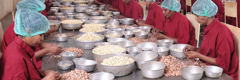 സംസ്ഥാന കശുവണ്ടി ബോര്ഡ് യാഥാര്ത്ഥ്യമായി സംസ്ഥാന കശുവണ്ടി ബോര്ഡ് യാഥാര്ത്ഥ്യമായി