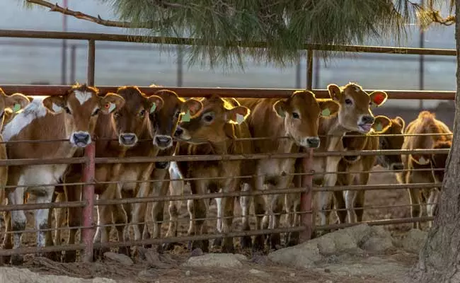 രാജസ്ഥാനില് മുസ്ലിം കുടുംബത്തില് നിന്നും പശുക്കളെ പിടിച്ചെടുത്ത് പൊലീസ് ഗോശാലക്ക് കൈമാറി രാജസ്ഥാനില് മുസ്ലിം കുടുംബത്തില് നിന്നും പശുക്കളെ പിടിച്ചെടുത്ത് പൊലീസ് ഗോശാലക്ക് കൈമാറി