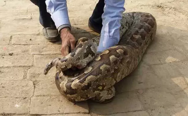 അലഹാബാദ് കോളേജില് നിന്നും 12അടി നീളമുള്ള പെരുമ്പാമ്പിനെ പിടികൂടി അലഹാബാദ് കോളേജില് നിന്നും 12അടി നീളമുള്ള പെരുമ്പാമ്പിനെ പിടികൂടി