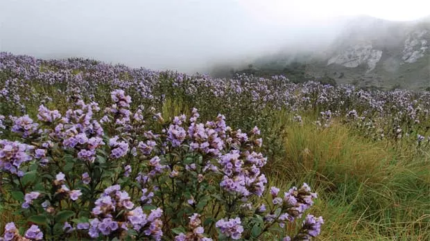 കുറിഞ്ഞി ഉദ്യാനത്തിൽ റവന്യൂ, വനം ഉദ്യോഗസ്ഥ സംഘം സംയുക്ത പരിശോധന നടത്തും