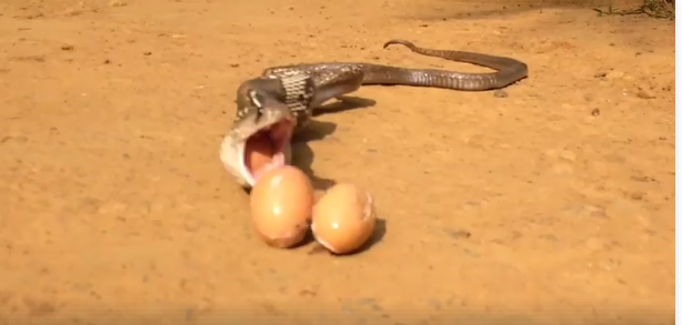 വയറ്റിലാക്കിയ മുട്ടകള്‍ ഛര്‍ദ്ദിക്കുന്ന മൂര്‍ഖന്‍; വൈറലായി വീഡിയോ