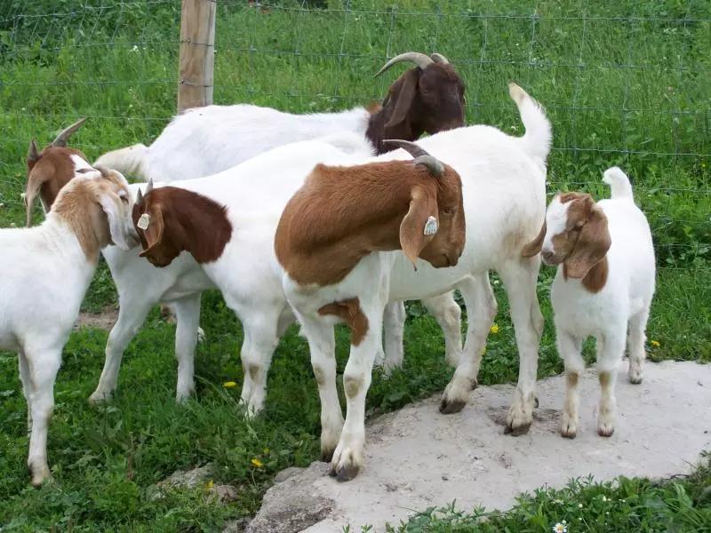 ആടിനെ ഇഷ്ടമാണോ; വരുമാനമുണ്ടാക്കുന്നതെങ്ങനെയെന്ന് ജോസഫ് പറഞ്ഞുതരും