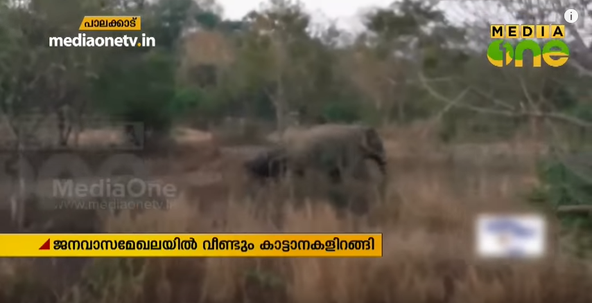 പാലക്കാട്ട് ജനവാസമേഖലയിൽ വീണ്ടും കാട്ടാനകളിറങ്ങി