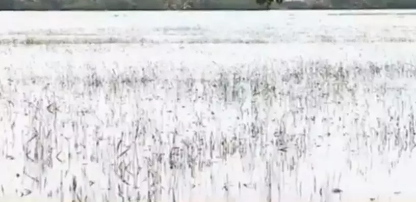 കോട്ടയത്തെ കുമരകത്തുണ്ടായത് വ്യാപക കൃഷിനാശം