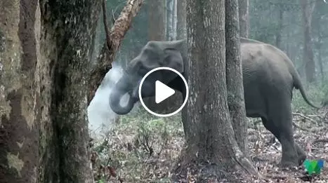 നാഗര്ഹോളയിലെ ആനയുടെ പുകവലി നാഗര്ഹോളയിലെ ആനയുടെ പുകവലി