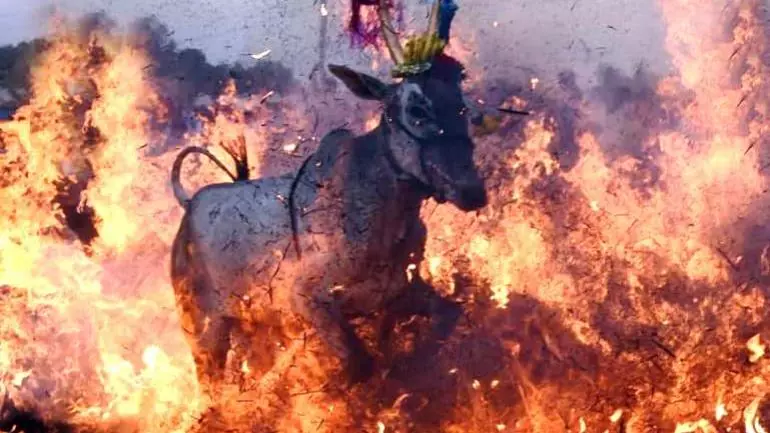 എന്തിനീ ക്രൂരത; ആളിക്കത്തുന്ന തീയിലൂടെ പശുക്കളെ ഓടിക്കുന്ന ആചാരം എന്തിനീ ക്രൂരത; ആളിക്കത്തുന്ന തീയിലൂടെ പശുക്കളെ ഓടിക്കുന്ന ആചാരം