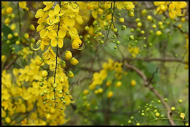സമൃദ്ധിയുടെ പൊന്‍പുലരി കണികണ്ടുണരാന്‍ ഇനി മണിക്കൂറുകള്‍