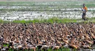 കുട്ടനാട്ടില് പക്ഷിപ്പനി ഭീതി; ക്രിസ്തുമസ് വിപണിയെ ബാധിക്കുമെന്ന ആശങ്കയില് താറാവു കര്ഷകര് കുട്ടനാട്ടില് പക്ഷിപ്പനി ഭീതി; ക്രിസ്തുമസ് വിപണിയെ ബാധിക്കുമെന്ന ആശങ്കയില് താറാവു കര്ഷകര്