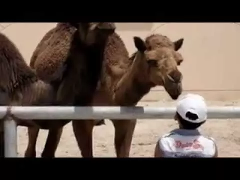 ബഹ്‌റൈനിലെ അര്‍മന്‍ സൂ വിലേക്ക് വിനോദ സഞ്ചാരികളുടെ ഒഴുക്ക്