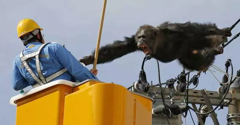 തിരിച്ചു വരില്ല ഞാന്: ചിമ്പാന്സിയുടെ തടവു ചാട്ടം വൈറലാകുന്നു തിരിച്ചു വരില്ല ഞാന്: ചിമ്പാന്സിയുടെ തടവു ചാട്ടം വൈറലാകുന്നു