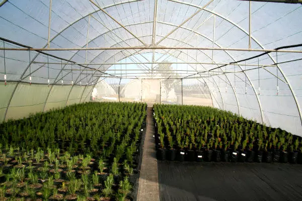 ഹൈബ്രീഡ് പച്ചക്കറി വിത്തിനങ്ങള്‍ക്കായി ബിജുവിന്റെ നഴ്സറി