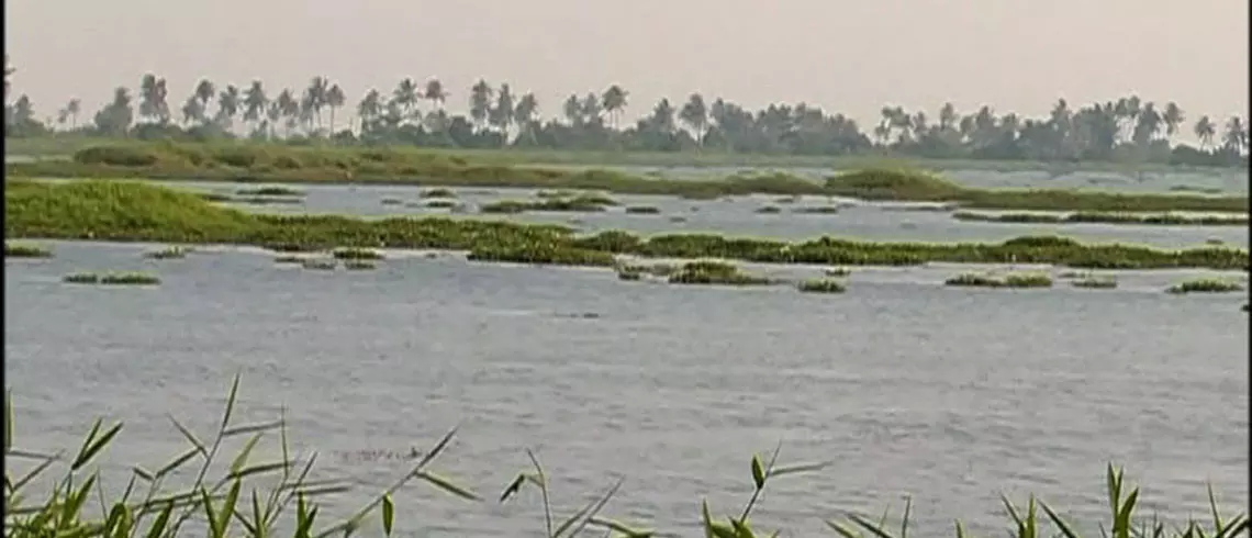 മെത്രാന് കായലില് കൃഷി ഇറക്കല് സര്ക്കാരിന് വെല്ലുവിളി മെത്രാന് കായലില് കൃഷി ഇറക്കല് സര്ക്കാരിന് വെല്ലുവിളി