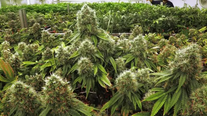 മെക്സിക്കോയില്‍ ലഹരി വിരുദ്ധനിയമത്തില്‍ ഇളവുകള്‍ കൊണ്ടുവരുമെന്ന് പ്രസിഡന്‍റ്