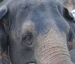 കാട്ടാനകള്ക്ക് ലൈസന്സ് നല്കാനുള്ള നീക്കത്തിനെതിരായ ഹരജി സുപ്രീം കോടതി ഇന്ന് പരിഗണിക്കും കാട്ടാനകള്ക്ക് ലൈസന്സ് നല്കാനുള്ള നീക്കത്തിനെതിരായ ഹരജി സുപ്രീം കോടതി ഇന്ന് പരിഗണിക്കും