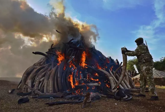 കെനിയയില് 105 ടണ് ആനക്കൊമ്പുകള് കത്തിച്ചു കെനിയയില് 105 ടണ് ആനക്കൊമ്പുകള് കത്തിച്ചു