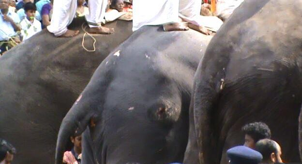 തൃശൂര്‍ പൂരത്തിനിടെ ആനകളെ ക്രൂരമായി പീഡിപ്പിച്ചു