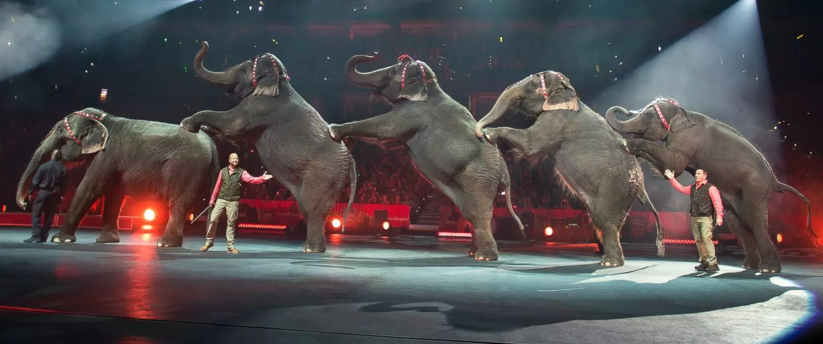 ആനകള്ക്ക് വിശ്രമം നല്കാന് തീരുമാനിച്ച് സര്ക്കസ് കമ്പനി ആനകള്ക്ക് വിശ്രമം നല്കാന് തീരുമാനിച്ച് സര്ക്കസ് കമ്പനി