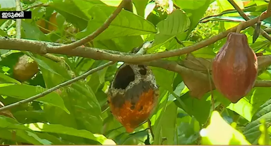 നാളികേര പാര്‍ക്ക്: മണിമല എസ്റ്റേറ്റ് ഏറ്റെടുക്കലിലെ ക്രമക്കേട് അന്വേഷിക്കാന്‍ ഉത്തരവ്