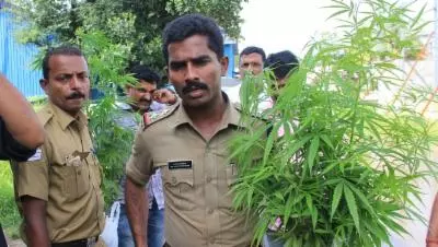 ഇടുക്കി ഗോള്ഡിന്റെ വില്പ്പനയില് വന് വര്ധനവെന്ന് കണക്കുകള് ഇടുക്കി ഗോള്ഡിന്റെ വില്പ്പനയില് വന് വര്ധനവെന്ന് കണക്കുകള്