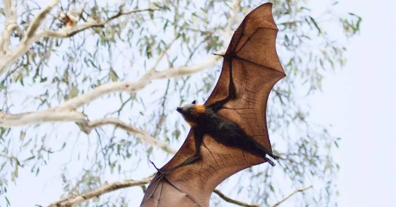 മാസ്ക് ധരിച്ച് ജാഗ്രത പുലര്ത്തി പൊതുജനങ്ങളും മാസ്ക് ധരിച്ച് ജാഗ്രത പുലര്ത്തി പൊതുജനങ്ങളും