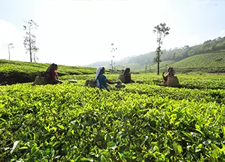 പ്ലാന്റേഷന്‍ ഭൂമി പതിച്ചുനല്‍കിയതില്‍ അഴിമതി: പരാതി കോടതി ഇന്ന് പരിഗണിക്കും