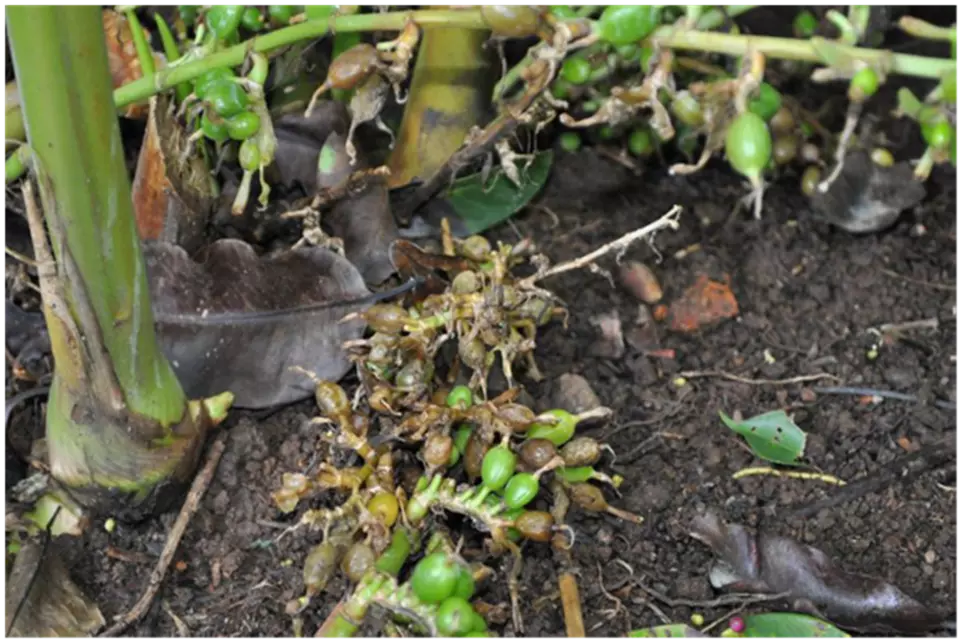 ഇടുക്കിയില്‍ ഏലച്ചെടികളില്‍ അഴുകല്‍ രോഗം വ്യാപകമാകുന്നു