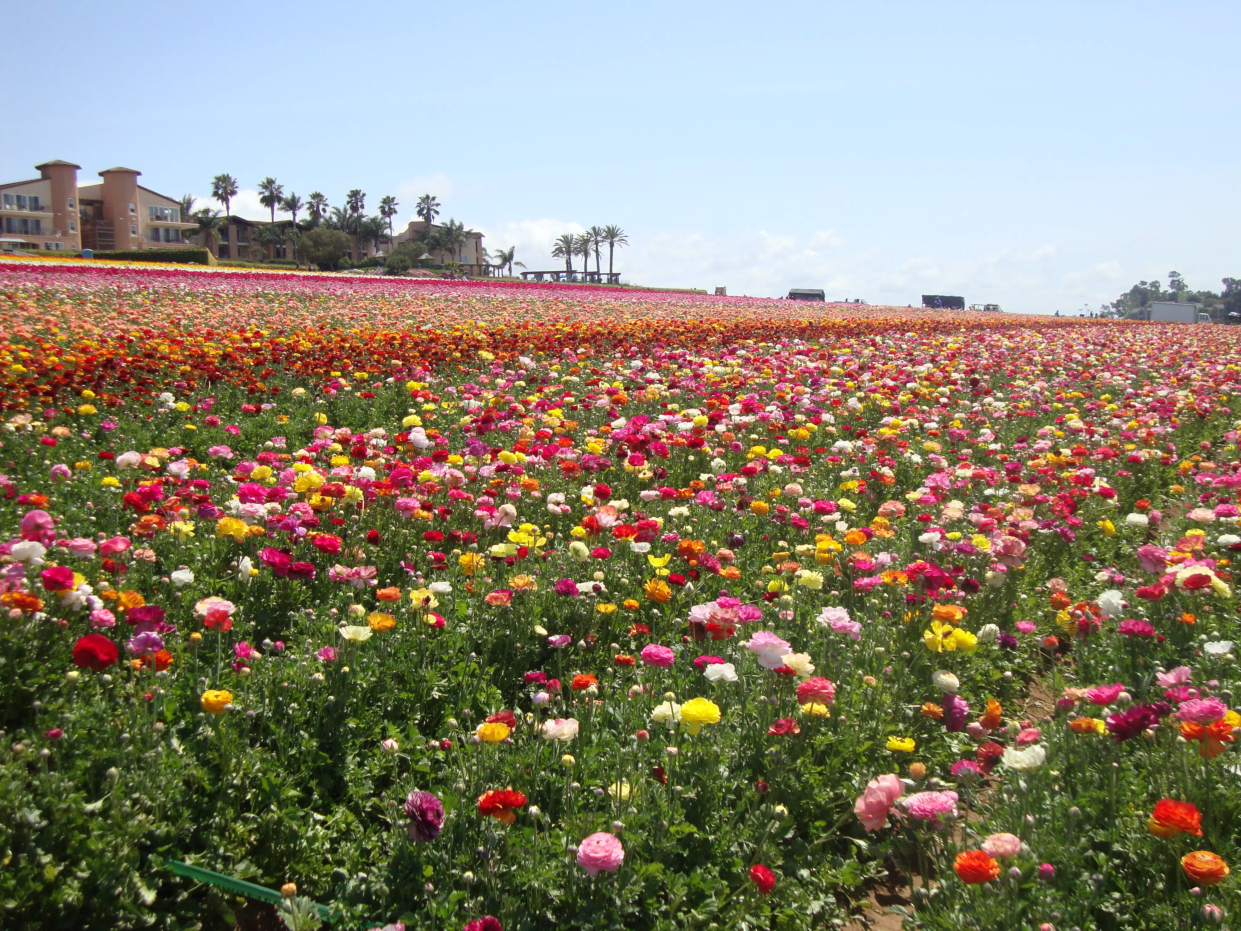 മലയാളിക്ക് പൂക്കളമിടാന്‍ തമിഴകത്ത് പൂവുകളൊരുങ്ങിത്തുടങ്ങി
