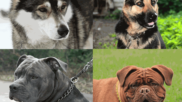 തിരുവനന്തപുരം കോര്‍പറേഷന്‍ വളര്‍ത്തു നായകള്‍ക്ക് ലൈസന്‍സ് ഏര്‍പ്പെടുത്തുന്നു