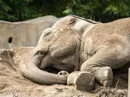 കാട്ടാന കൊലപാതകം; അന്വേഷണം ഗുണകരമല്ലെന്നു പരാതി