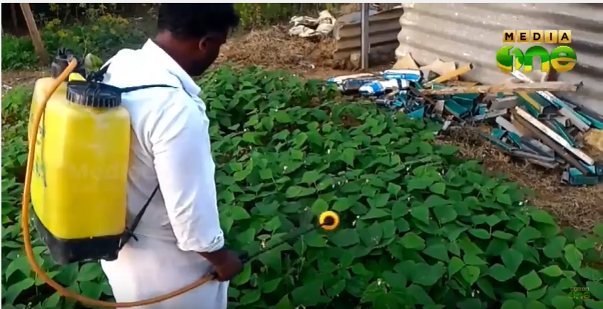 വിഷലിപ്ത പച്ചക്കറികള്‍ കേരളത്തിലേക്ക്; എവിടെയുമില്ല പരിശോധന