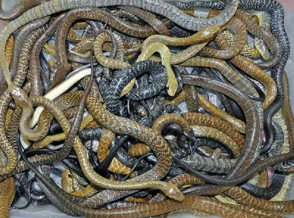 ഒരു വീട്ടില്‍ 150തിലേറെ പാമ്പുകള്‍ - വീഡിയോ