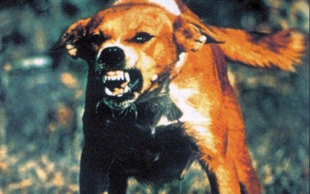 തൃശ്ശൂരില്‍ ആറുപേരെ കടിച്ചത് പേപ്പട്ടി തന്നെ