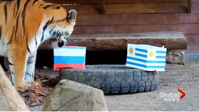 കളി ഫലങ്ങള്‍ പ്രവചിക്കുന്ന സൈബീരിയന്‍ കടുവ