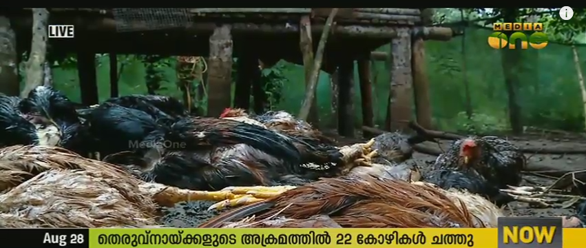 വയനാട് തെരുവുനായ്‍ക്കള്‍ 22 കോഴികളെ കടിച്ചുകൊന്നു