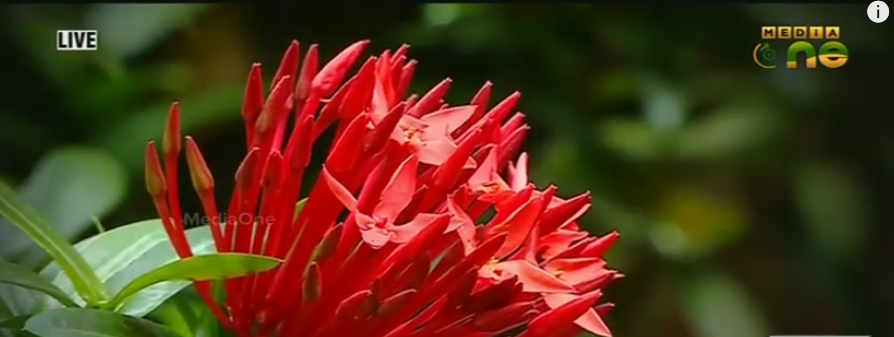 ഇന്ന് അത്തം, തിരുവോണത്തിന് ഇനി പത്ത് നാള്‍