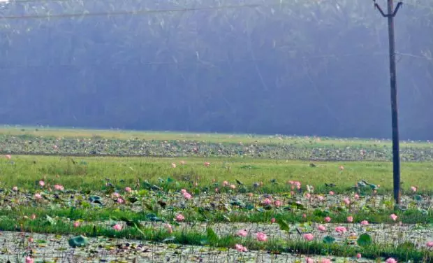 ഓണത്തിന് കനിയാതെ താമര