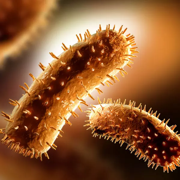 പേ വിഷബാധയുടെ ഭീതിയില് പാലയാട് ഗ്രാമം പേ വിഷബാധയുടെ ഭീതിയില് പാലയാട് ഗ്രാമം