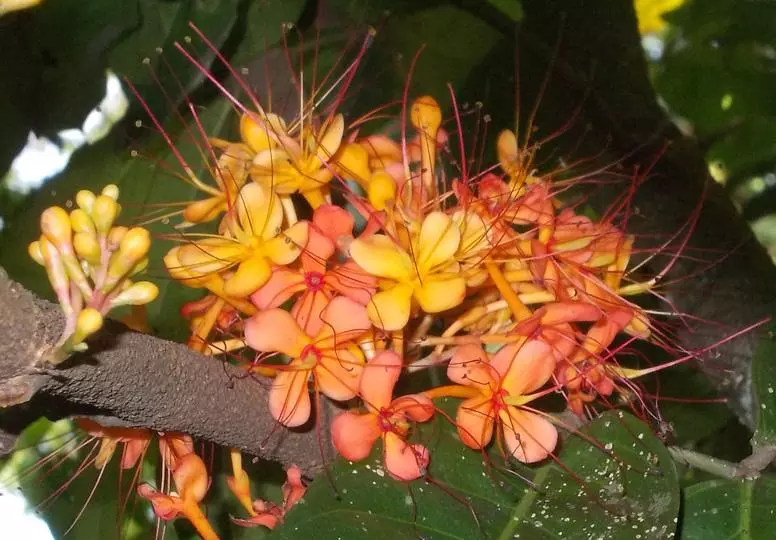 ഗര്‍ഭാശയ രോഗങ്ങള്‍ക്ക് അശോകം ഉത്തമമെന്ന് പഠനം