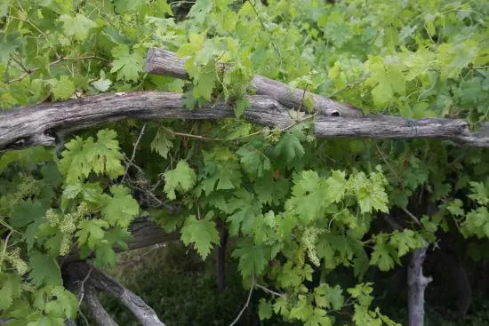 മുന്തിരിയും മാതളവും വിളയുന്ന ഒമാനിലെ വെക്കാന് ഗ്രാമം മുന്തിരിയും മാതളവും വിളയുന്ന ഒമാനിലെ വെക്കാന് ഗ്രാമം