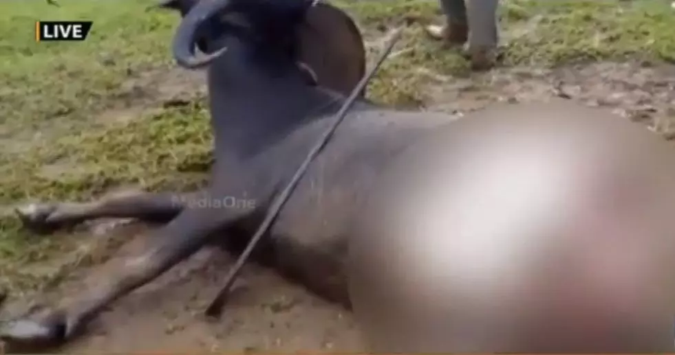 എരുമയോട് മനുഷ്യന്റെ കൊടുംക്രൂരത