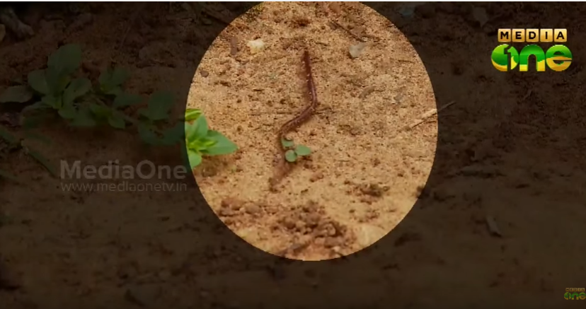 വയനാട്ടില്‍ മണ്ണിരകള്‍ കൂട്ടത്തോടെ ചത്തുപൊങ്ങുന്നു