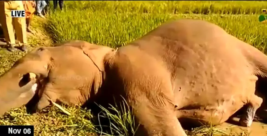 കാട്ടാനക്കൂട്ടത്തെ രണ്ട് മാസമായി നാടുകടത്താനാകാതെ വനംവകുപ്പ് കാട്ടാനക്കൂട്ടത്തെ രണ്ട് മാസമായി നാടുകടത്താനാകാതെ വനംവകുപ്പ്